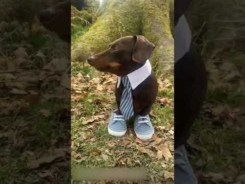 Dog Wearing Tie and Shoes #Animals #Shorts