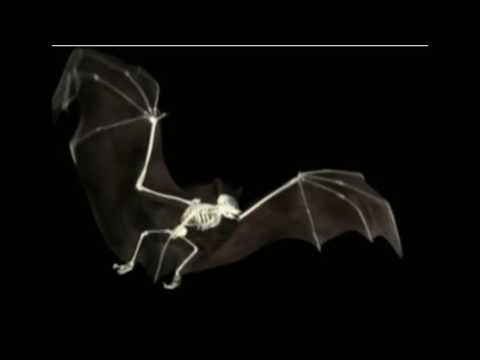 the Apemen Surf dracula part 1&2