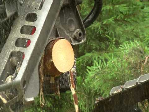 Waldpflege in Buchholz