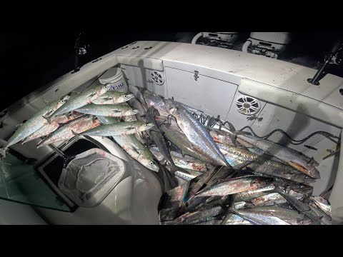 Catch, Gut, Sell. Commercial Kingfish!!