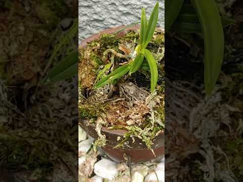 一般的なカエルのスプーン 植物