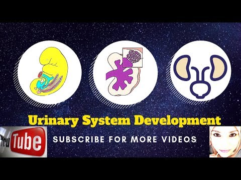 Special embryology - Urogenital system - 3 External genitalia and urethra