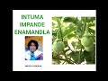 INTUMA IMPANDE ENAMANDLA