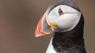Puffin Island, Ishan Vaidya