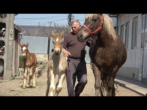 Caii domnului Doru Dragan de la Floresti, Cluj - 2020 Nou!!!