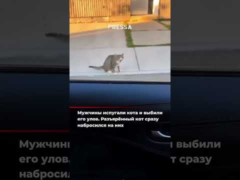 Мужчины испугали кота И он разозлившись набросился на них 💥 😂 В сети набирает обороты забавное,