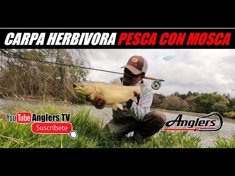 Hervíbora On The Fly, Pesca con Mosca México