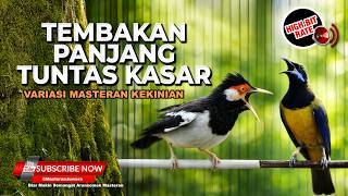 Download lagu 🔴 Live Masteran Jalak Suren Gacor Tembakan Belalang Mix Tengkek Udang Panjang vs Cucak Cungkok Gacor mp3