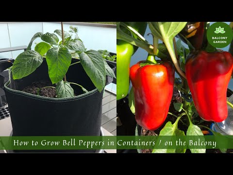 How to Grow Bell Peppers in Containers / on the Balcony | From Seed to Harvest