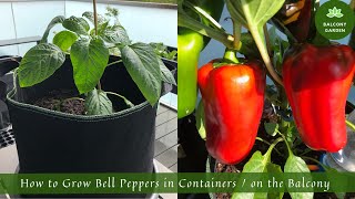 How to Grow Bell Peppers in Containers / on the Balcony | From Seed to Harvest