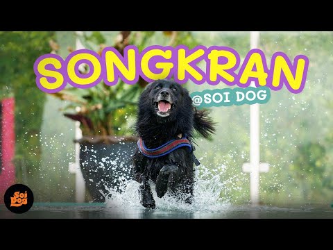 Pool Party with our Rescue Dogs | Happy Songkran from Soi Dog!