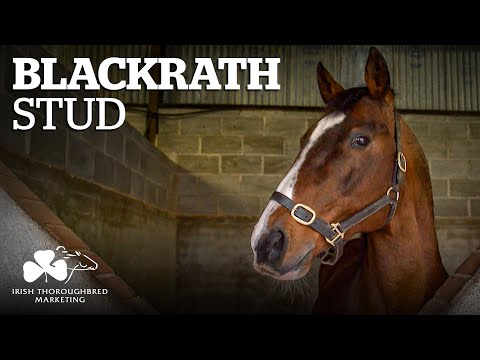 ITM Irish Stallion Showcase 2021 - Blackrath Stud