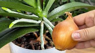 Ein wahrer Schatz für Orchideen! Sie blühen nonstop 🌺 und Wurzeln wachsen wie verrückt!