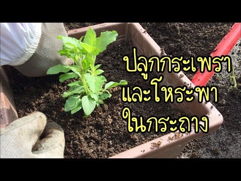 วิธีการที่จะเพิ่มความหนาของสมาชิก Zilt ผลกระทบต่อความแรง