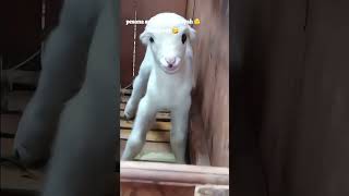 Download lagu PESONA DOMBA ADU GARUT TANDUK MEWAH #newsupdate #reelyoutube #shortviral #sheep #dombaadugarut mp3 Download lagu PESONA DOMBA ADU GARUT TANDUK MEWAH #newsupdate #reelyoutube #shortviral #sheep #dombaadugarut mp3