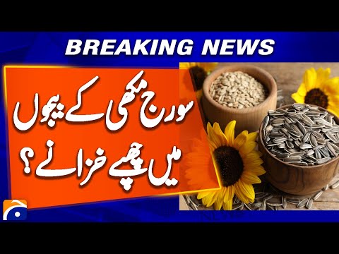 The Unseen Sunflower Seeds Benefits | Top Benefits of Sunflower Seeds | Geo News Explainers