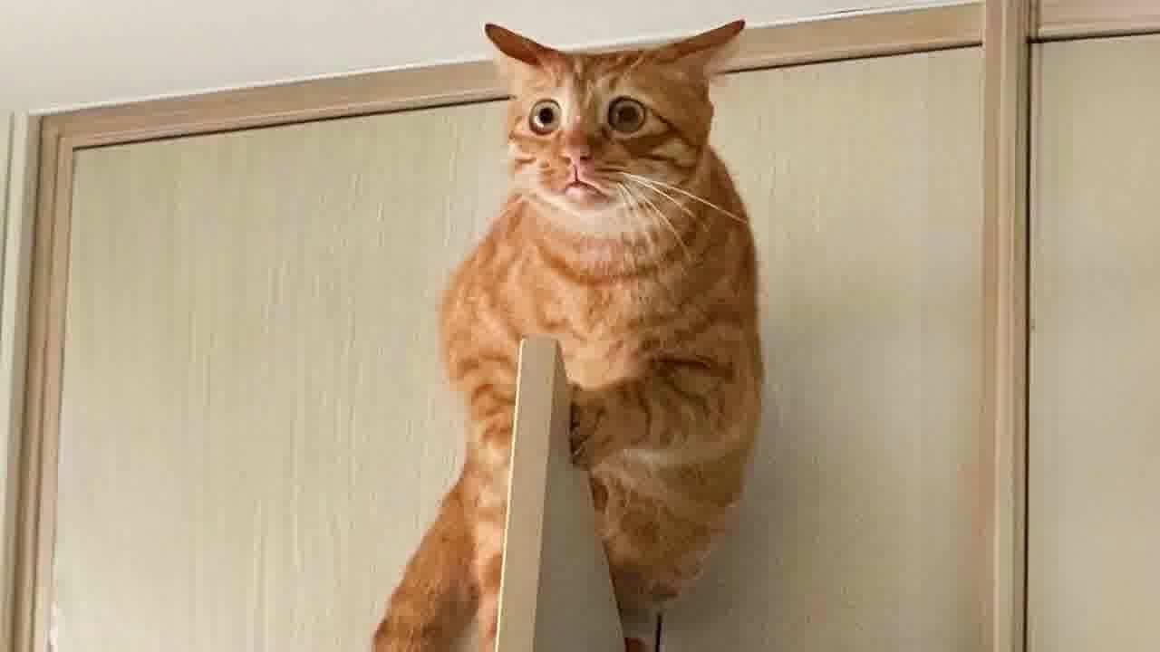 😂 Cats Doing the Most Unexpectedly Funny Things 🐶😹 Funny And Cute Animal Videos 2024 ❤️
