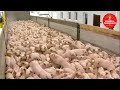 AMAZING MODERN PIG FARM TECHNOLOGY-HIGH-TECH PIG FARMING-INCREDIBLE LIVESTOCK FARMING-PORK PROCESSES