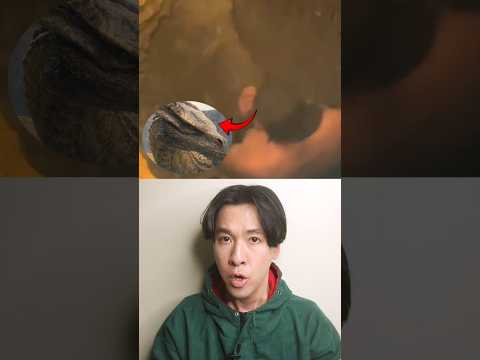 The Dragon Skull In Romania Gets Worse...