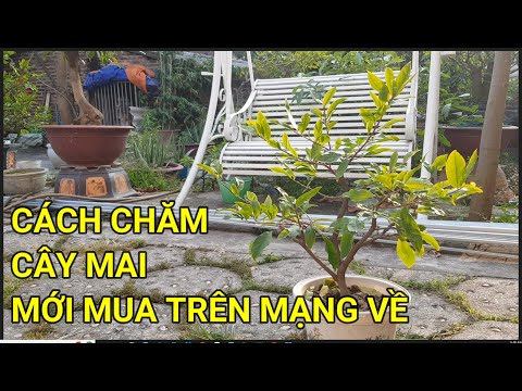 🔴 QBS22310 - CÁCH CHĂM SÓC CÂY MAI CON MUA TRÊN MẠNG VỀ | CÁCH CHĂM SÓC CÂY MAI MUA TỪ MIỀN NAM VỀ