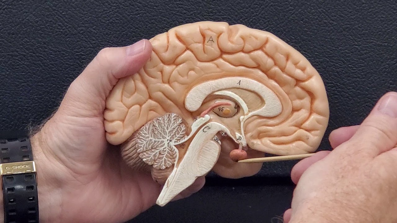 Professor Long 2401 Lab Internal Brain Anatomy