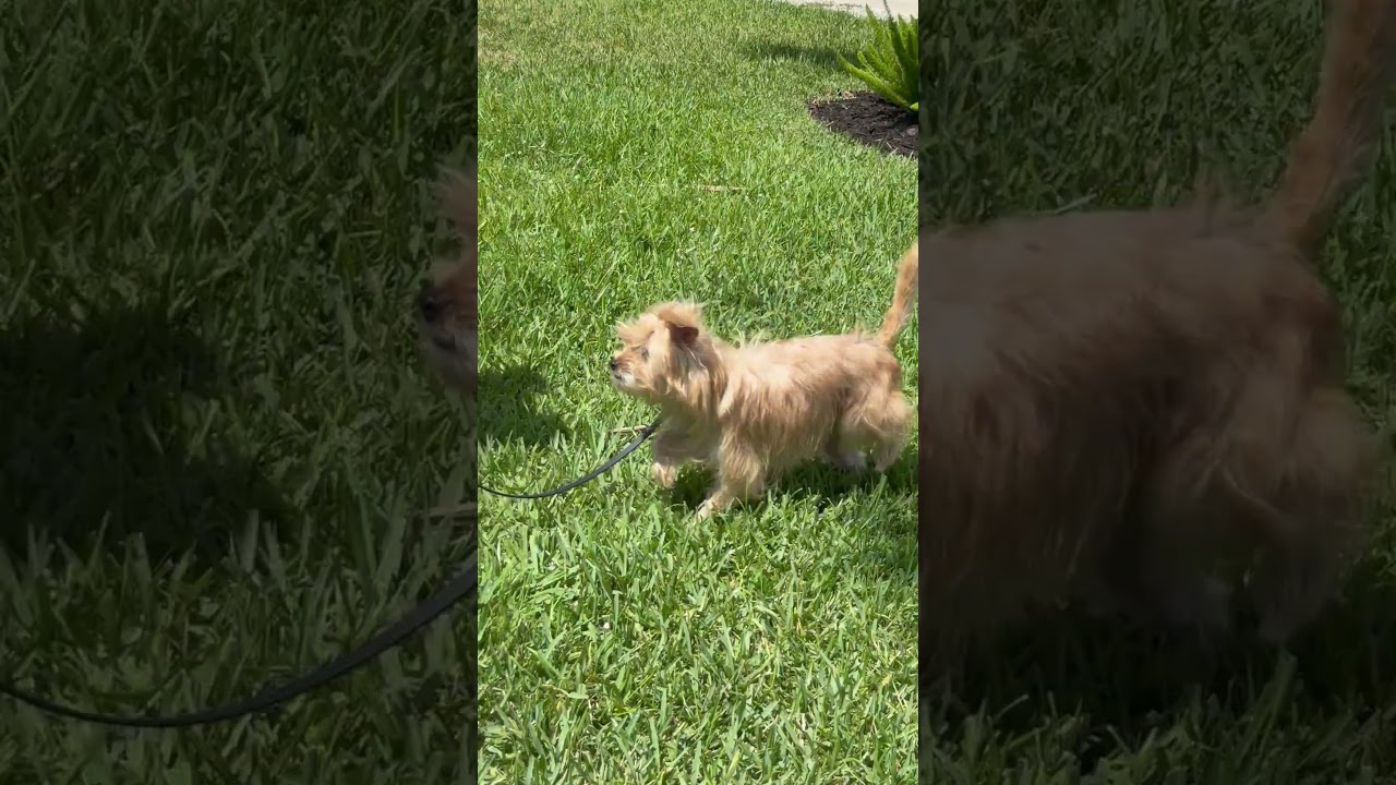 Adorable Little Guy, a ADOPTABLE mixed breed in Fort Myers Beach, FL video 6/6
