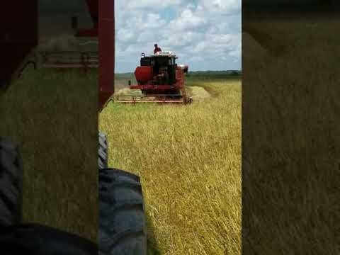 M152 comebine cutting rice