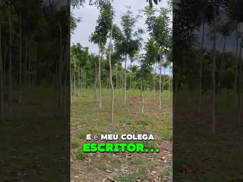 Mognos do Amigo João Batista em Barras-Pi.
