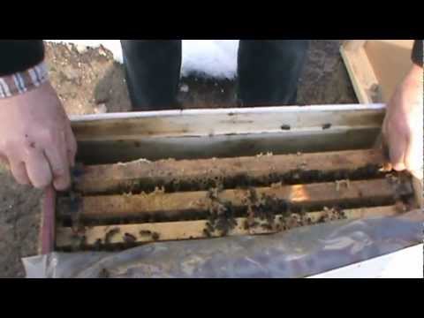 4. Raspunsuri la intrebari, selectia ramelor, hranire stimulativa, sfaturi pentru incepatori 4/4