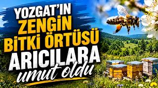 Yozgat'ın zengin bitki örtüsü arıcılara umut oldu