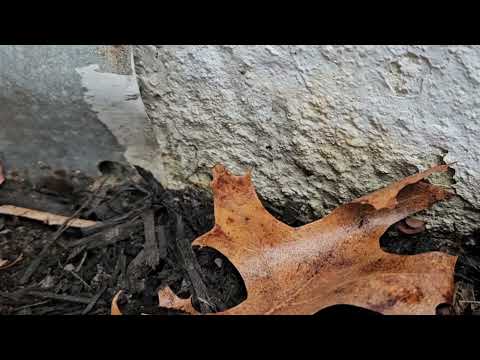 Leaves Covering the Ants in Colts Neck, NJ