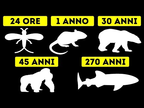 Quali Sono Gli Animali Più E Meno Longevi