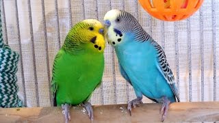Fantastic Summer Parakeets Chirping. Pleasant nature sounds of pet budgies. 2Hr of stress reduction.