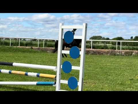 Irish Sport Horse 158 cms - Image 2