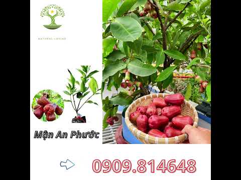 Mận An Phước