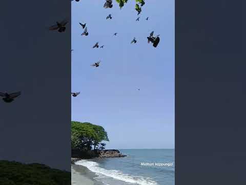 #fortkochibeach #kochi #beach #eranakulam #fortkochi #midhunkappungal #youtubeshorts#shotsviral