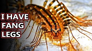 House Centipede facts: not as nightmare inducing as they seem | Animal Fact Files