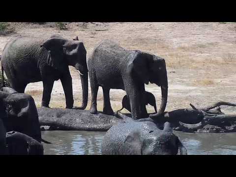Djuma: Elephants move in for a drink and Hippo gets out of the pan - 13:37 - 10/07/19