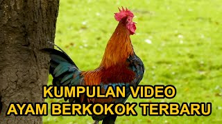 Download lagu Ayam Berkokok 2024 - Banyak Jenisnya mp3