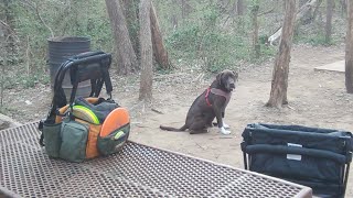 Sunday Morning Disc Golf With Ranger Dog 3/11/18
