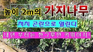 [텃밭농부 1,719]  처치곤란으로 열리는 가지 2포기. 내년에는 한 포기만 심어야겠다! 가지재배