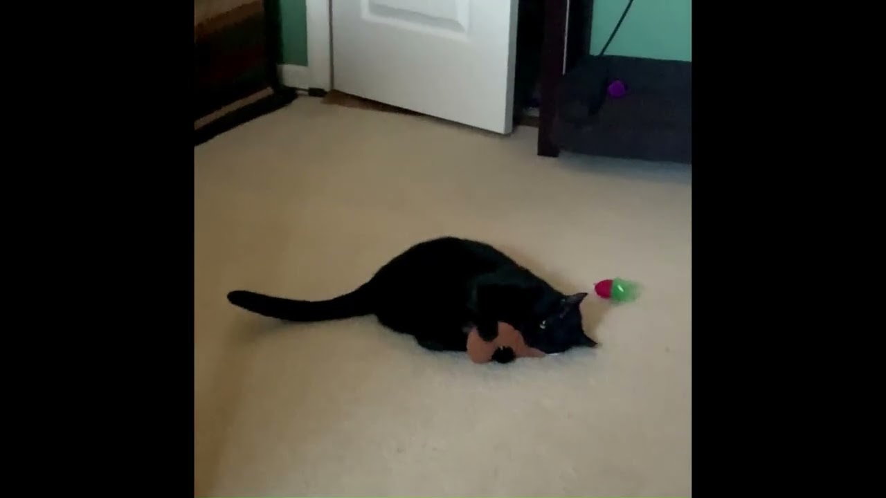 Enlarge Rae, a Adoptable mixed breed in Bonaire, GA video 6/6