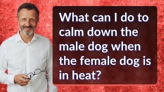 What can I do to calm down the male dog when the female dog is in heat?