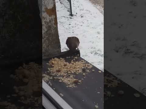 My male sparrows and female blackbird love muesli tropical with papaya pineapple banana and chia :)