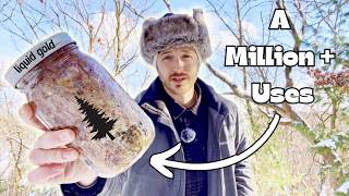 Pine Sap 101: How To Collect and USE It