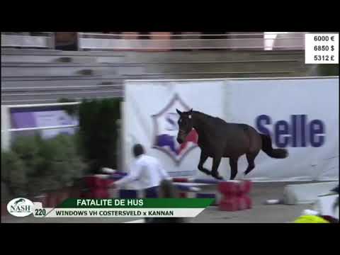 Fatalite de Hus (Cornet Obolensky / Kannan) - 3yo mare - NASH Auction 27.10.2018