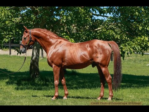 SERAPHIN DU PAON, TROTE DE COSTADO