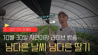 남다른 날씨 남다른 딸기 라이브 방송 10월 30일