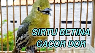 Download lagu SIRTU BETINA GACOR DOR PEMIKAT SIRTU JANTAN DIJAMIN LANGSUNG NAIK GACOR mp3