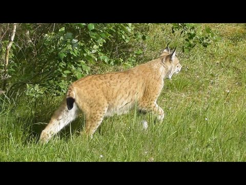 Auf den Spuren des Luchses (Lynx lynx) - Wildpark Schorfheide
